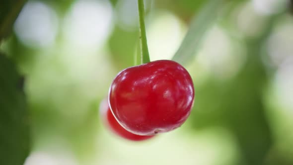 Cherry (2K), Stock Footage | VideoHive