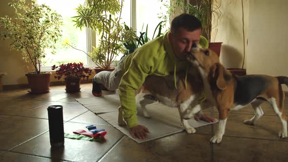 Young Man Workout at Home in Living Room at Sunset Doing Pushups His Beagle Play and Disturb Owner