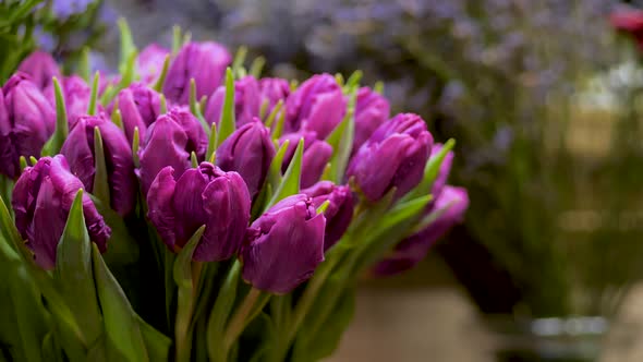 Purple Violet Tulips in Flower Shop