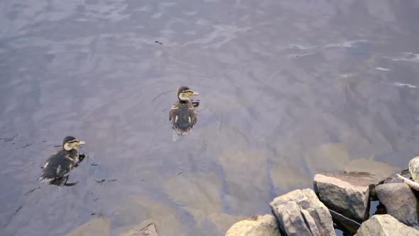 A mother and baby ducks swimming on a large lake alt