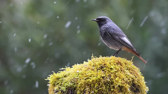 Black redstart bird in snowy day