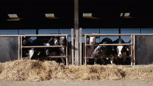 Steady Shot of Cows Hanging Their Head Outside of the Cow Shed Railings ...