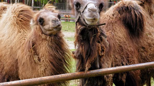 Bactrian Camels In The Enclosure Of The Zoo - slow motion alt