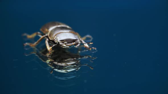 Macro Footage of Stag Beetle Crawling on Glass Mirror Surface and Moving Its Jaws alt