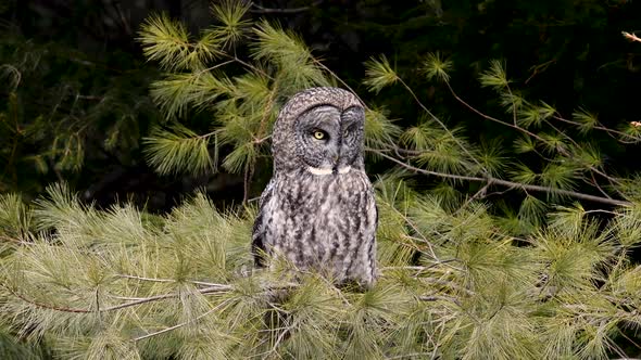 A Great Gray Owl Video Clip