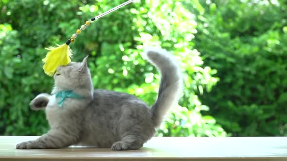 Cute Persian Kitten Playing Toy On Table alt