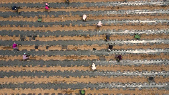 Seedling Planting Time alt