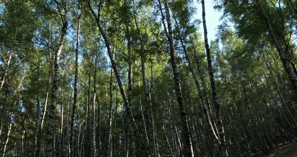 Birch forest near Le Plan de Monfort, the Cevennes National park, Lozere department, France alt