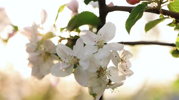 Blooming Apple Flowers and Sun flares Spring Awakening