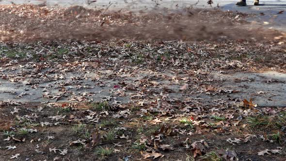 Man with Leaf Blower Fallen Autumn Leaves in the Yard alt