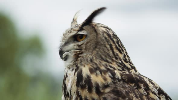Eagle owl turning head close up - wild animal bird of prey with sky background alt