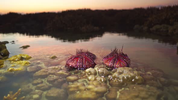 Red Sea Urchins Are Trapped On Brain Coral. alt