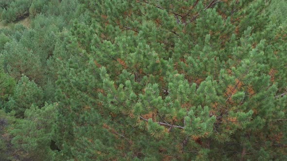 Aerial view. Pine - smooth flying around in height