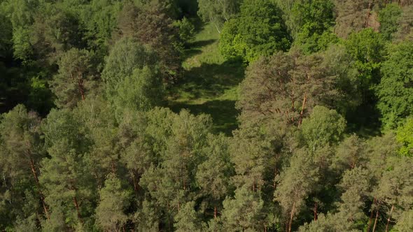 Slow Establishing Shot Into Rich Green Forest Tree Tops in Germany European Woods in alt