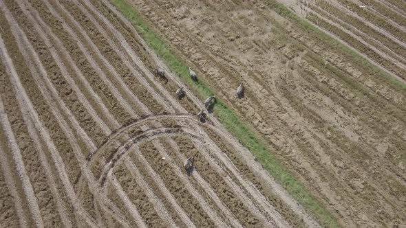 Aerial footage of buffaloes grazing in rice paddy fields and flying egrets. Langkawi, Malaysia alt