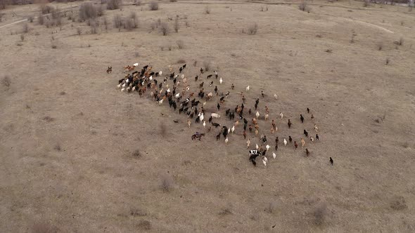 Top down view of herd of cows going on field. Two shepherds riding on horses. Dogs running around