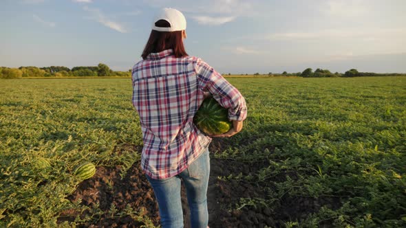 Farmer Carries a Ripe Watermelon in Hands alt