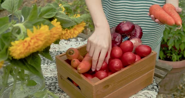 Female Hands are Sorting Ripe Vegetables in a Box