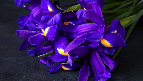 Bouquet of iris flower on dark background. concept of spring and womens day, Mothers day, 8 March