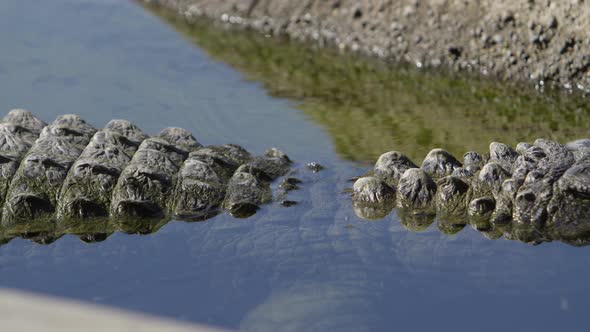 alligator pan from scales to head alt