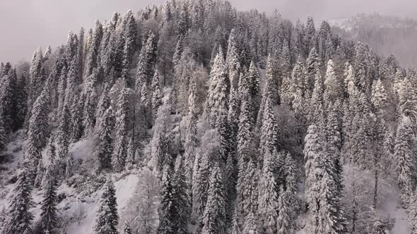 Winter Forest - 2