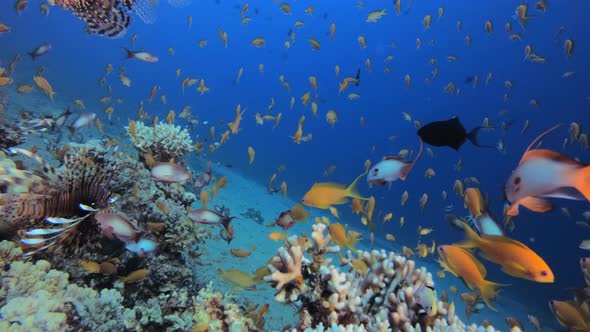 Tropical Underwater View