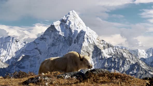 White Yak in the Nepalese Himalayas alt