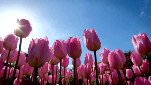 Blooming Tulips in Keukenhof Flower Garden. Lisse, the Netherlands. alt