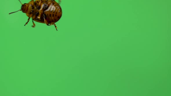 Colorado Potato Beetle Bug Walking on Green Screen. Bottom View alt