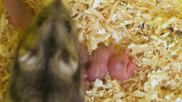 Closeup of small blind newborn rats lying down on wooden sawdust in pet nest. alt