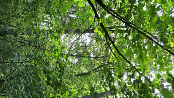 Vertical Video of a Forest with Trees alt