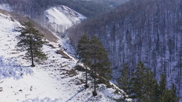 Aerial View of Three Wild Marals Grazing on a Mountain Range with the Krasnoyarsk Nature Reserve