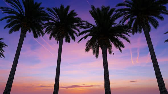 Driving Through The Palm Trees In Sunset