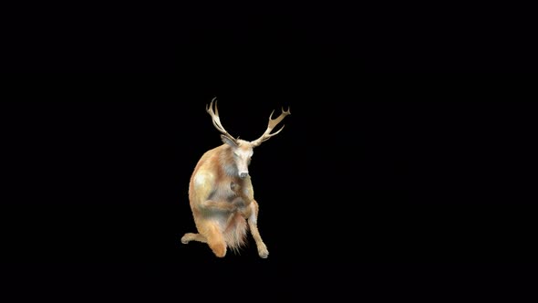 Deer Dancing 4K alt
