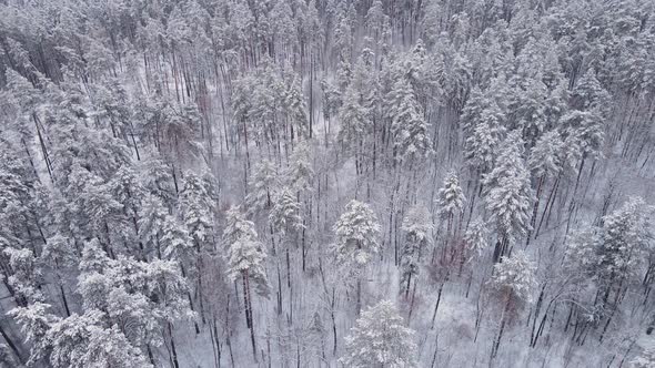 Aerial view of a snow-covered ancient pine forest. alt