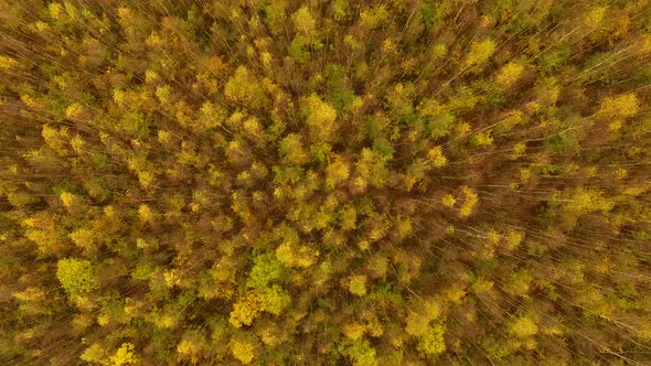 Aerial view of the autumn forest in cloudy weather alt
