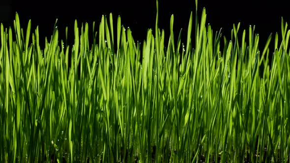 Green Wheat Sprouts alt