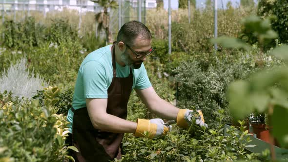 Happy Greenhouse Male Owner Cutting Houseplants alt