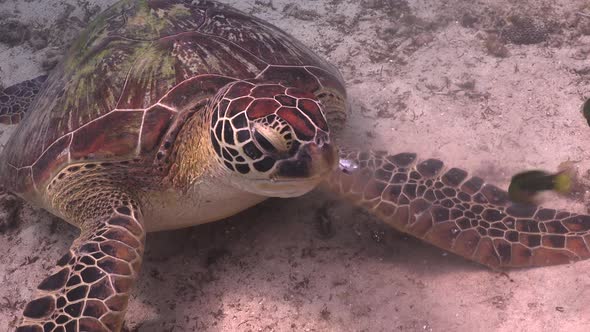 Turtle feeding on fish. A close up shot of a green turtle feeding on a sardine. alt