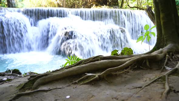 Amazon Tree Forest Waterfall
