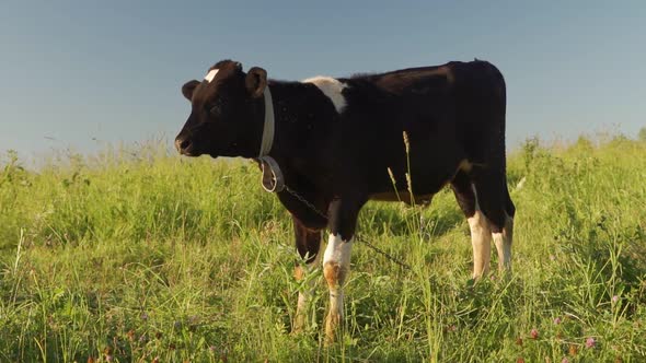 A Young Calf Grazes on a Grassy Meadow with Flowers Under a Blue Sky and Eats Grass alt
