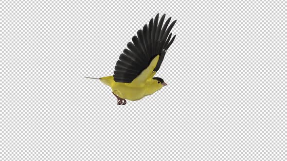 American Goldfinch - Flying Loop - Side View CU - Alpha Channel