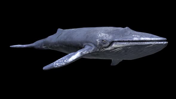 Whale Swimming With Alpha Channel, Motion Graphics | VideoHive