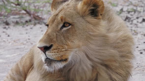Young male lion calmly looks around as wind blows through his mane. Telephoto close up shot. alt