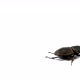 Beetle Walking Stock Footage Hd - VideoHive Item for Sale