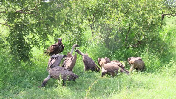 Big Lappet Faced Vulture bullies smaller Vultures at scavenged carrion alt