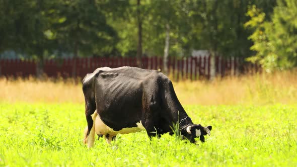 Cow grazes in the meadow and eat grass. A beautiful picture of village life.