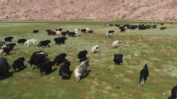 Yak Sarlag  Bos Mutus alt