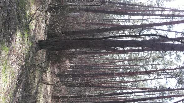Vertical Video of Trees in a Pine Forest Slow Motion alt