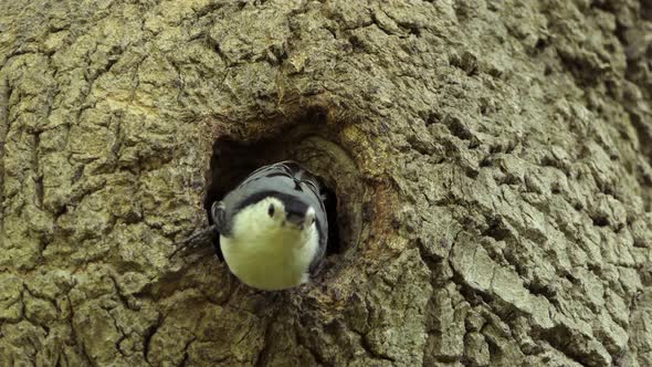 White Breasted Nuthatch Walking Out Of Tree Cavity Nest. Male Bird. alt